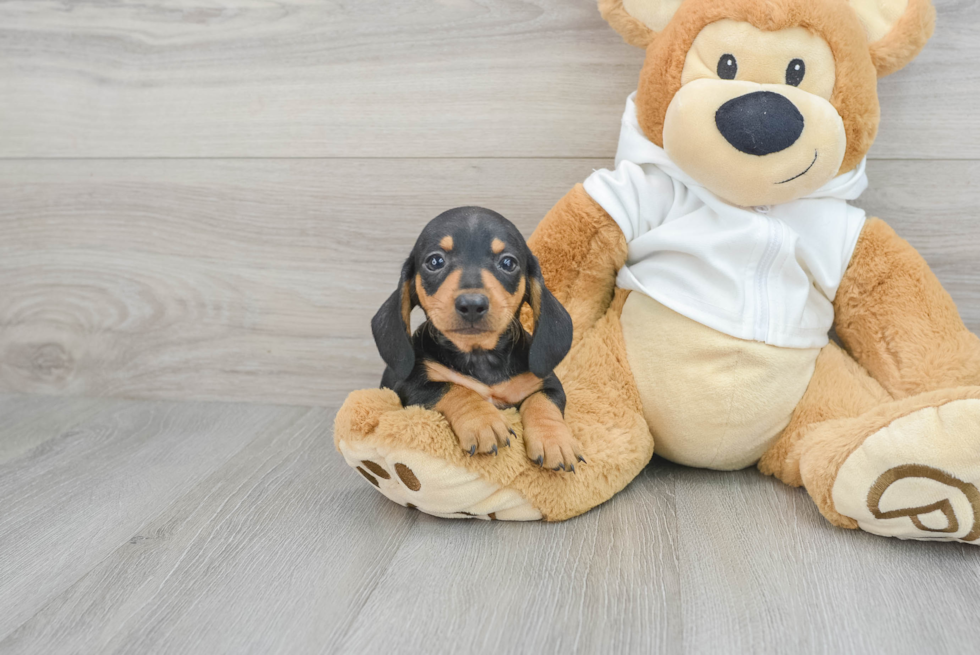 Cute Dachshund Purebred Pup