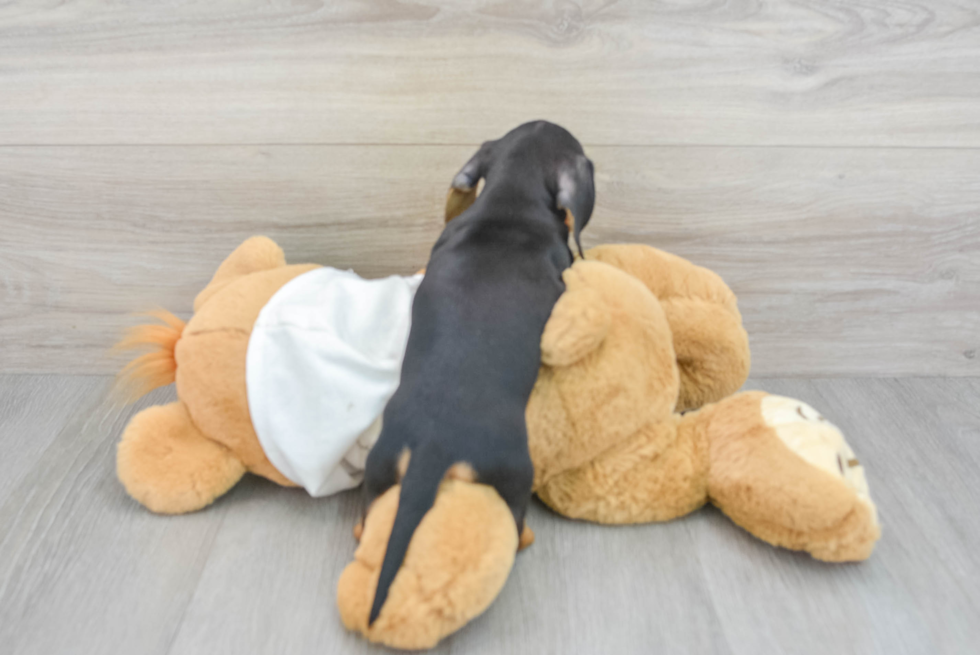Cute Dachshund Purebred Puppy