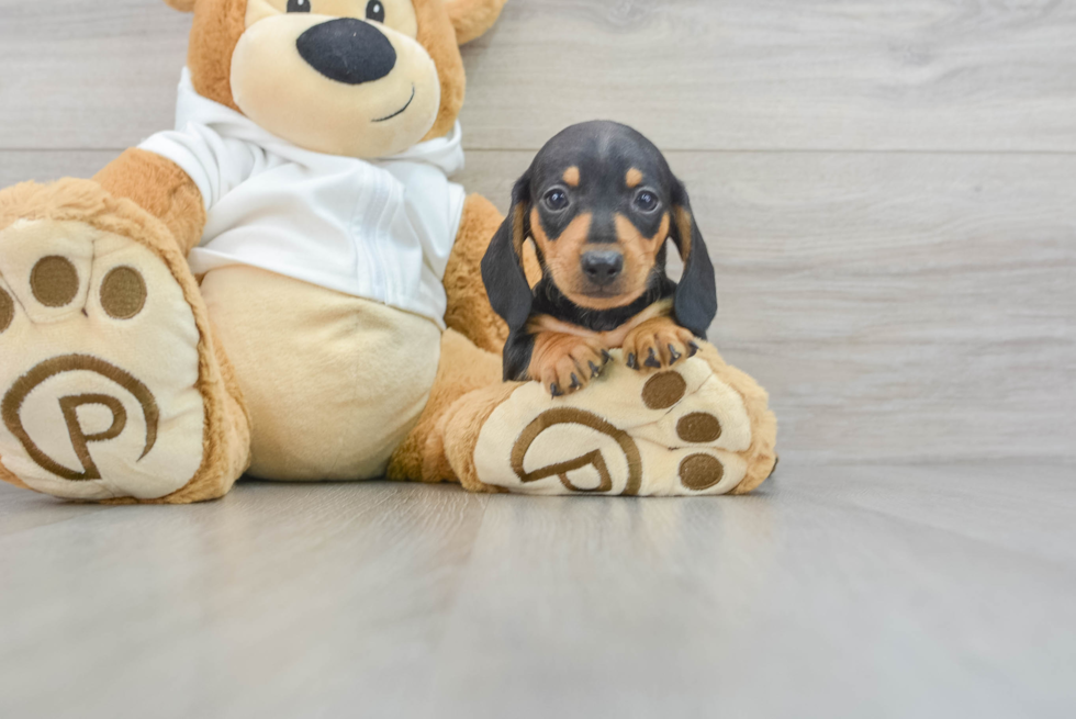 Cute Dachshund Purebred Puppy