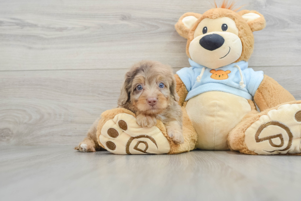 Best Dachshund Baby