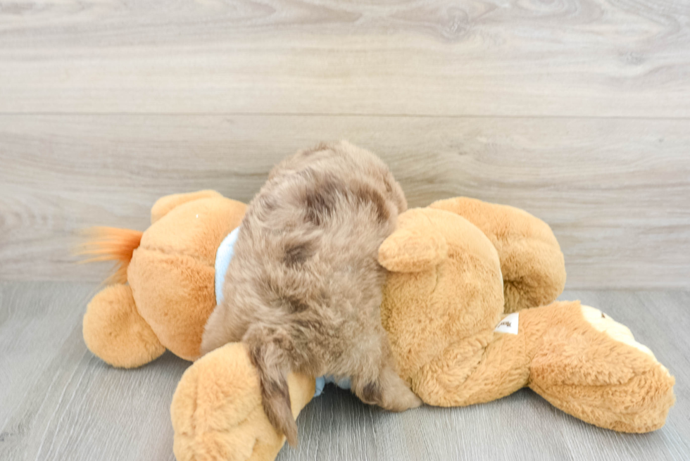Dachshund Puppy for Adoption