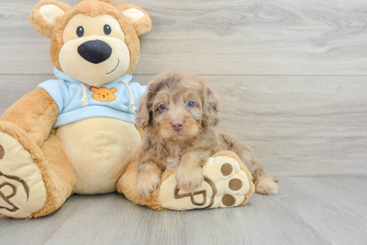 Dachshund Pup Being Cute
