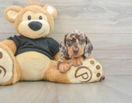 5 week old Dachshund Puppy For Sale - Lone Star Pups