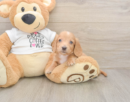 5 week old Dachshund Puppy For Sale - Lone Star Pups