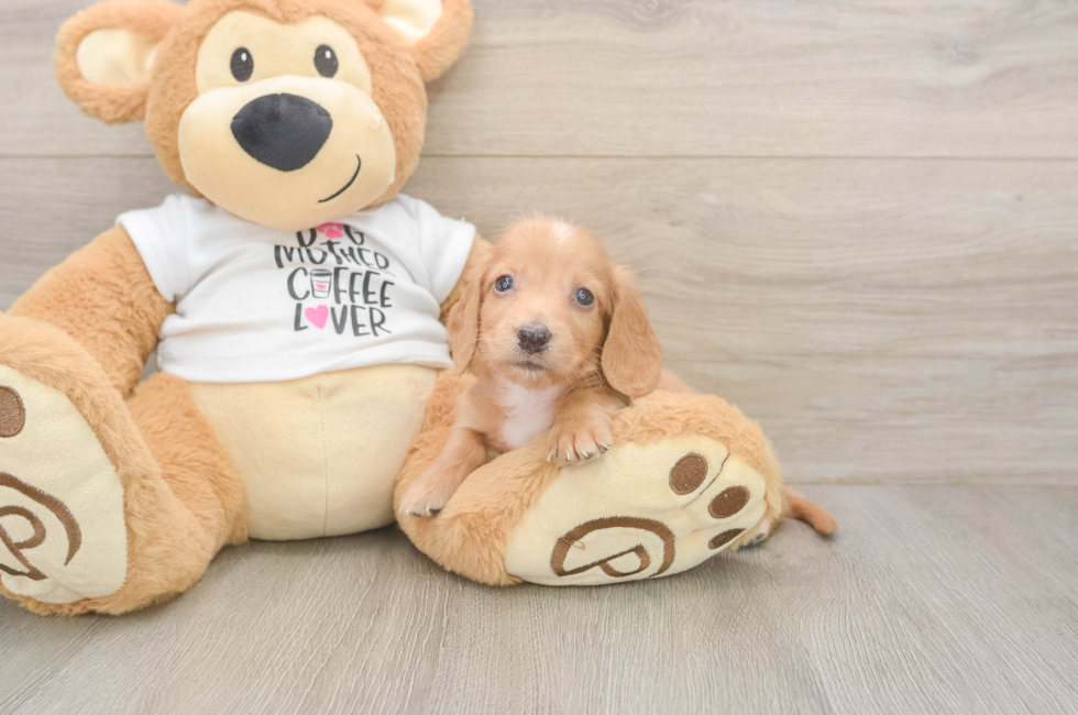 5 week old Dachshund Puppy For Sale - Lone Star Pups