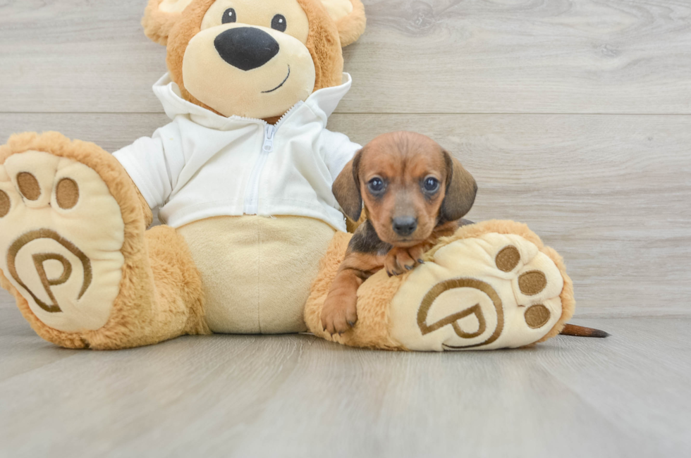 5 week old Dachshund Puppy For Sale - Lone Star Pups