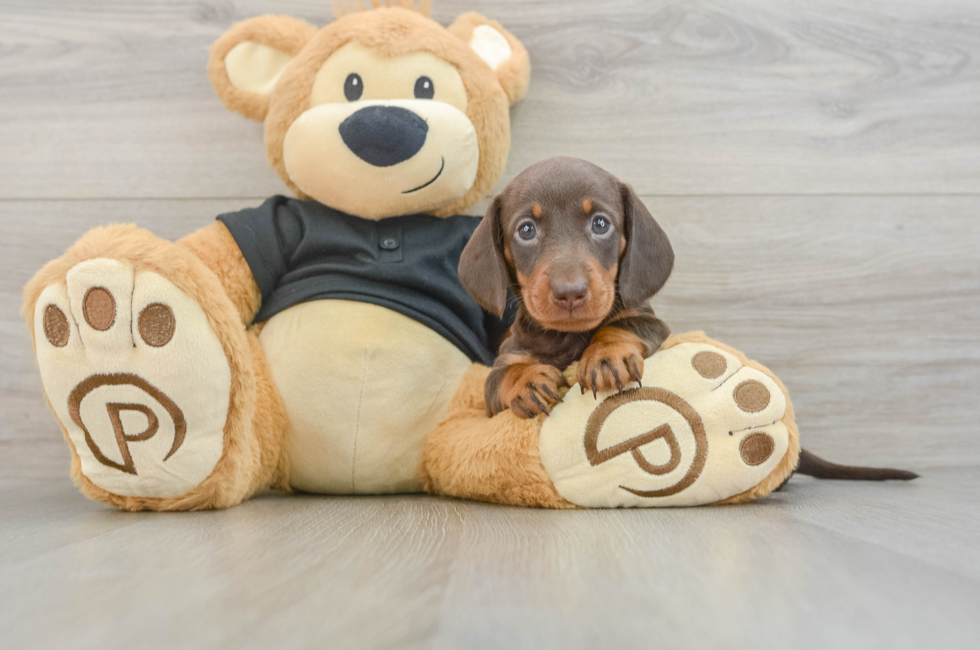 5 week old Dachshund Puppy For Sale - Lone Star Pups