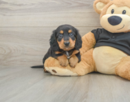 5 week old Dachshund Puppy For Sale - Lone Star Pups