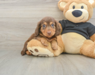 5 week old Dachshund Puppy For Sale - Lone Star Pups