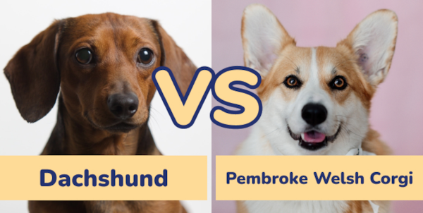 Dachshund vs Pembroke Welsh Corgi Comparison | Lone Star Pups