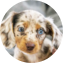 Dachshund Puppy For Sale - Lone Star Pups