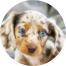 Dachshund Puppies For Sale - Lone Star Pups
