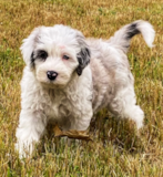 Cute English Sheep Dog Poodle Mix Pup Cute English Sheep Dog Poodle Mix Pup