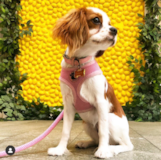 Cute Cavalier King Charles Spaniel Purebred Pup Cute Cavalier King Charles Spaniel Purebred Pup