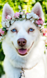 Cute Pomsky Designer Pup Cute Pomsky Designer Pup