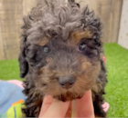 Cute Toy Poodle Purebred Pup