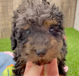 Toy Poodle Puppies For Sale - Lone Star Pups