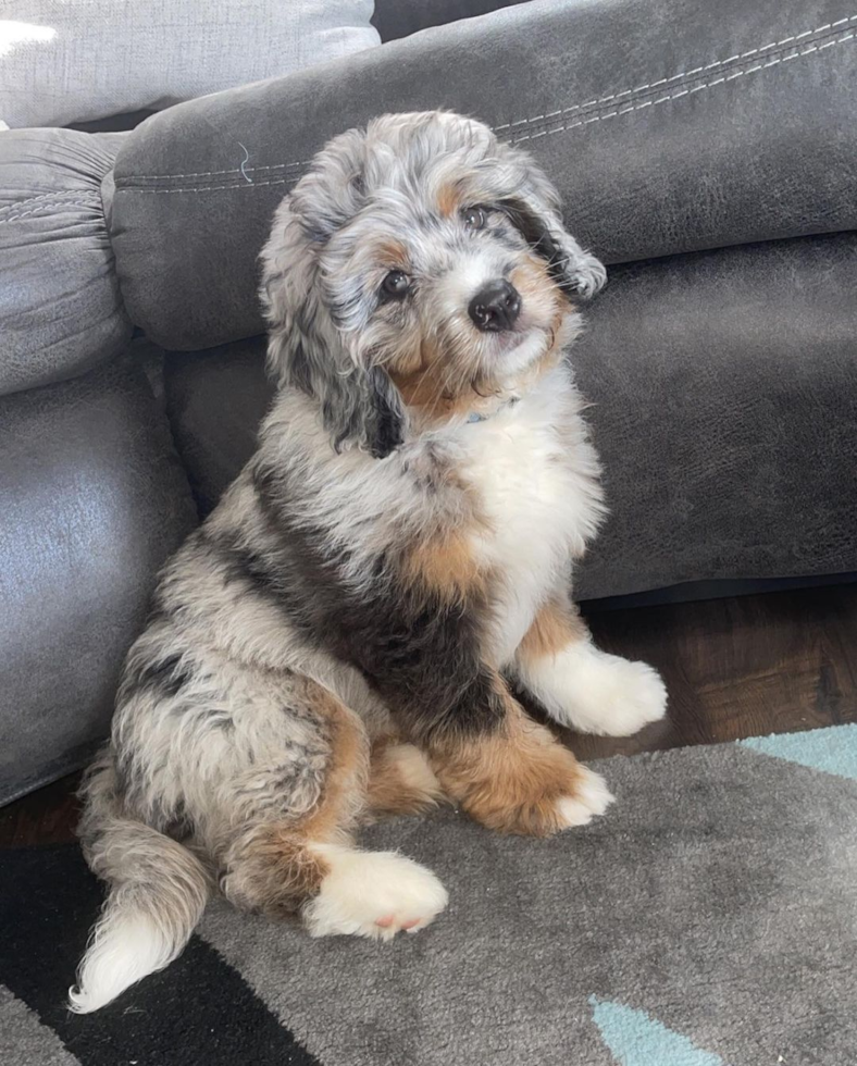 merle Mini Bernedoodle dog