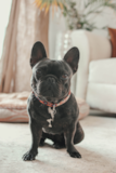 Cute Frenchie Purebred Pup Cute Frenchie Purebred Pup