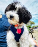 Cute Havapoo Pup Cute Havapoo Pup