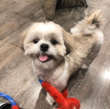Teddy Bear Being Cute Teddy Bear Being Cute