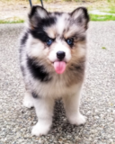 Cute Pomsky Pup Cute Pomsky Pup