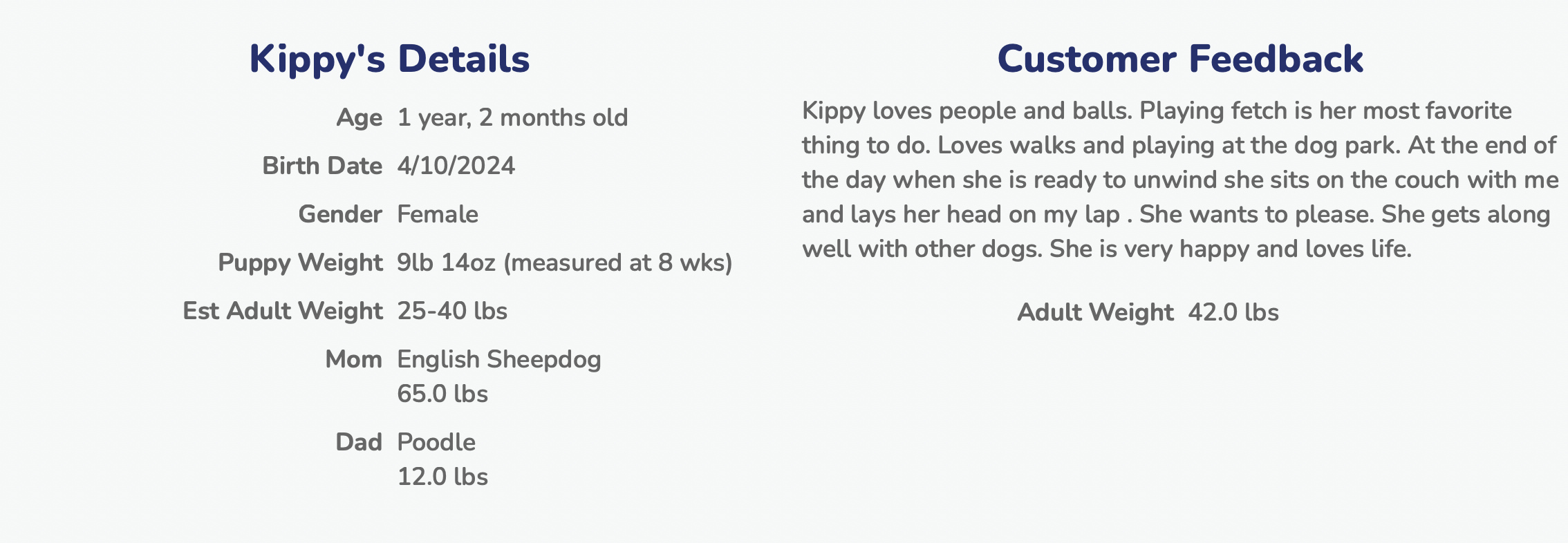 lone star pups customer feedback about mini sheepadoodle puppy kippy