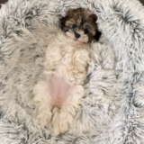Cute Havadoodle Poodle Mix Pup Cute Havadoodle Poodle Mix Pup