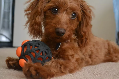 brown mini doxiedoodle dog sitting on the floor