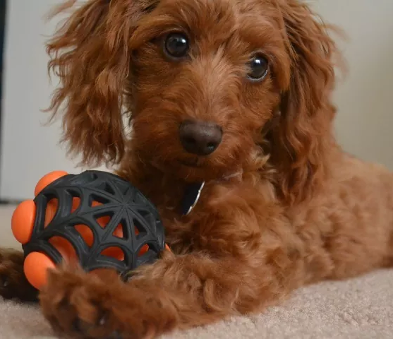 brown mini doxiepoo brown mini doxiedoodle dog sitting on the floor