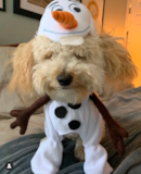 Cute Bichonpoo Poodle Mix Pup Cute Bichonpoo Poodle Mix Pup