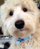 Mini Goldendoodle Being Cute Mini Goldendoodle Being Cute
