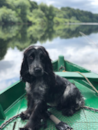 Cute Cocker Spaniel Purebred Pup