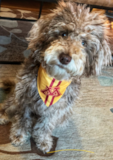 Cute Mini Labradoodle Poodle Mix Pup Cute Mini Labradoodle Poodle Mix Pup