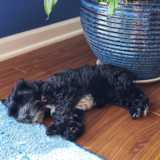 Cute Yorkie Doodle Poodle Mix Pup Cute Yorkie Doodle Poodle Mix Pup