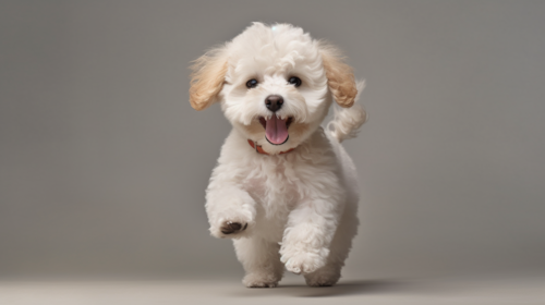 Cute Poochon Pup