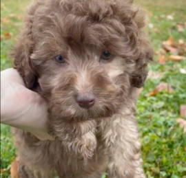 Labrapoo Puppies For Sale - Lone Star Pups