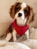Cavalier King Charles Spaniel Being Cute Cavalier King Charles Spaniel Being Cute
