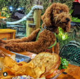 Cute Golden Retriever Poodle Mix Pup Cute Golden Retriever Poodle Mix Pup