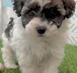 Havanese Poodle Puppies For Sale - Lone Star Pups