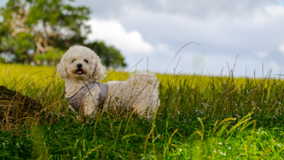 Cute Maltepoo Poodle Mix Pup Cute Maltepoo Poodle Mix Pup