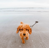 Cute Golden Retriever Poodle Mix Pup Cute Golden Retriever Poodle Mix Pup