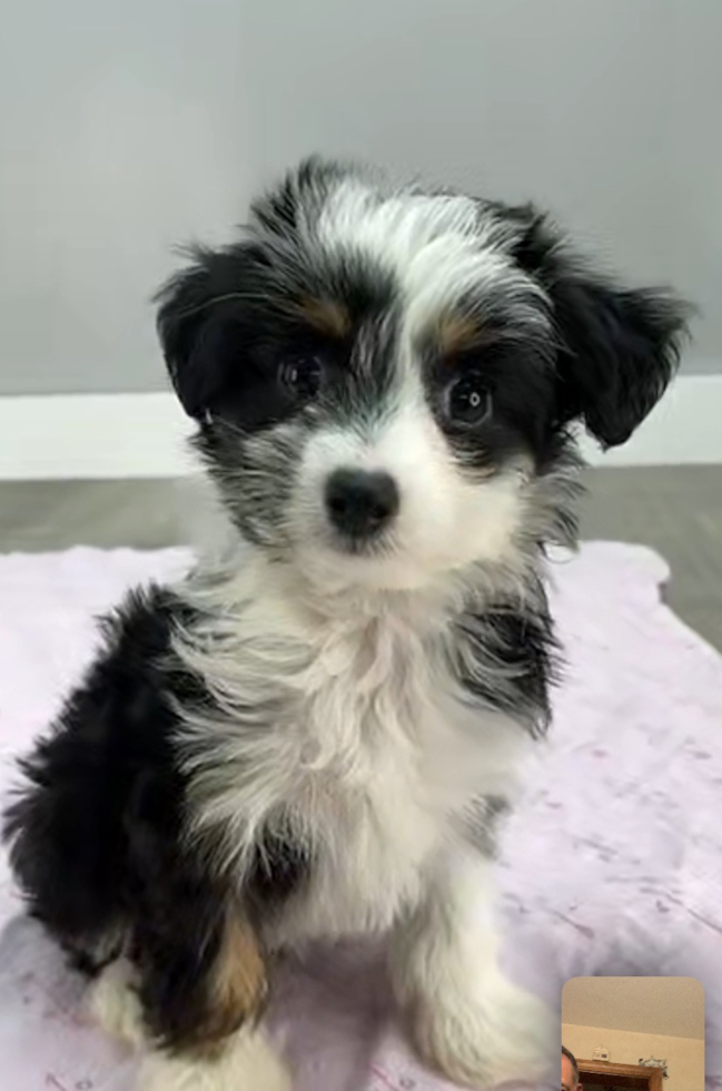 mini aussiedoodle dog