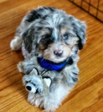 Cute Mini Aussiedoodle Poodle Mix Pup Cute Mini Aussiedoodle Poodle Mix Pup