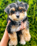 Cute Morkie Pup Cute Morkie Pup