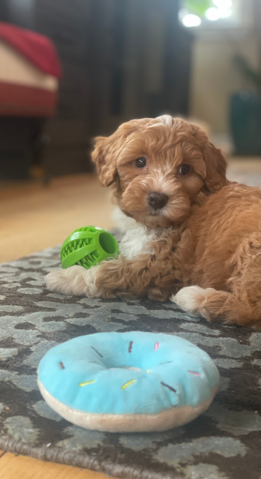 brown and white mini aussiedoodle
