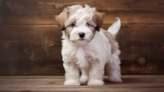Cute Havadoodle Poodle Mix Pup Cute Havadoodle Poodle Mix Pup
