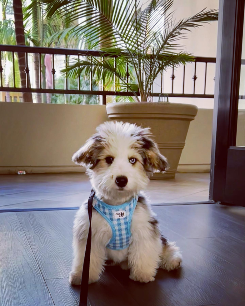 merle aussiechon puppy