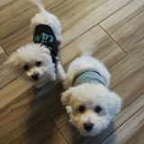Cute Bichon Frise Purebred Pup Cute Bichon Frise Purebred Pup
