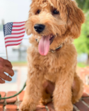 Cute Mini Goldendoodle Pup Cute Mini Goldendoodle Pup